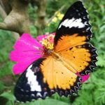 Kep National Park Butterfly