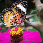 Kep National Park Butterfly
